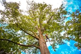 Best Lawn Pest Prevention  in Orangeburg, NY