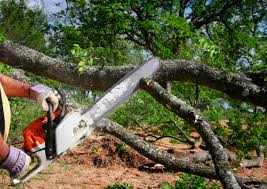 Best Organic Lawn Care Solutions  in Orangeburg, NY